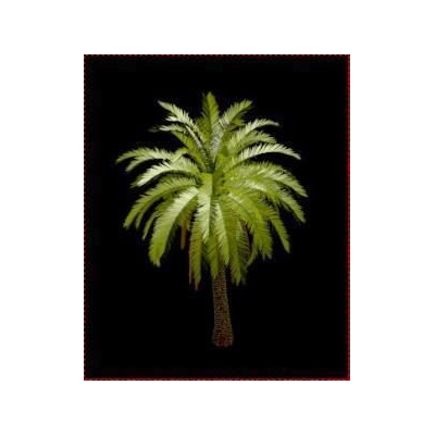 Palmera