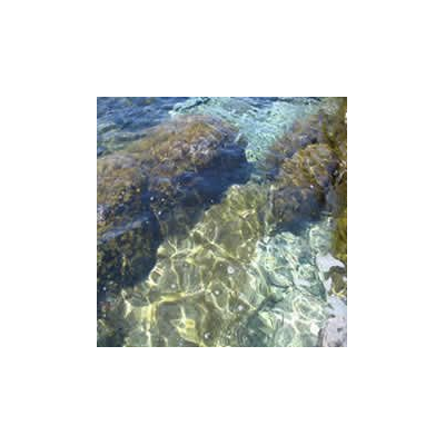 Coral mar