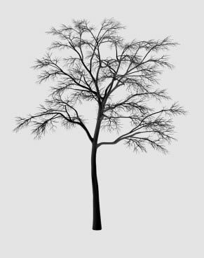 albero 3d