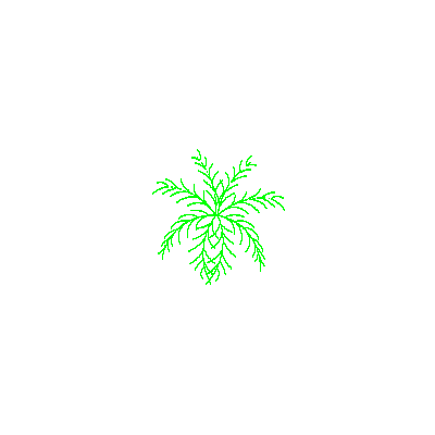 Palmera, vista en planta