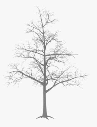 Quercus petraea albero 3d