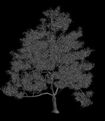 arbres 3d
