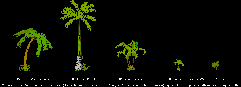 Palmen der mexikanischen Karibik
