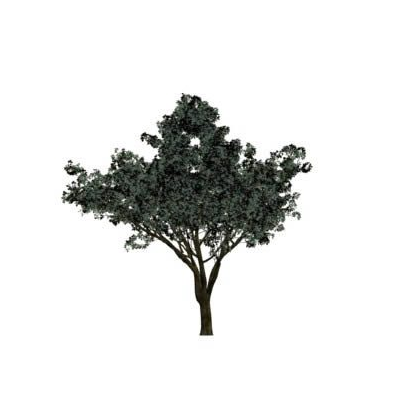 Arbol