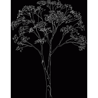 &Aacute;rbol Deciduo en Alzado