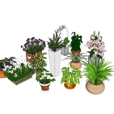 Plantas con maceta