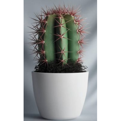 Plantas interiores
