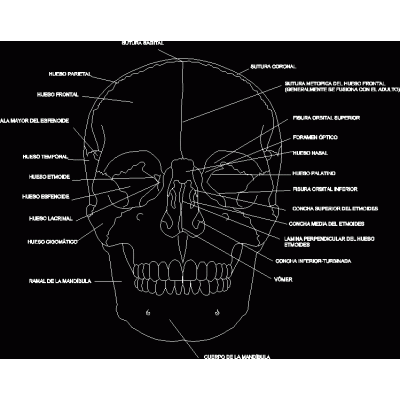 human skull