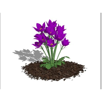 Plantas para jardines - flores