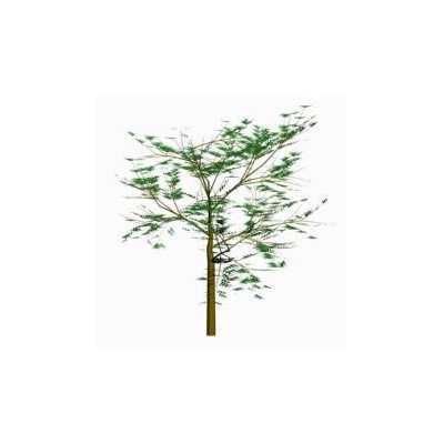 Arbol 09