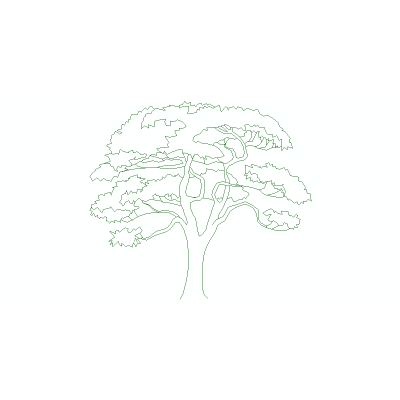 Arbol En Alzado