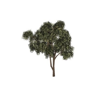 leafy tree