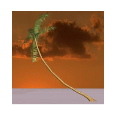 Leaning Tropical Palm Tree