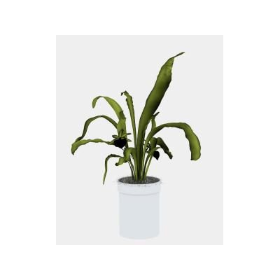 Plantas ornamentales