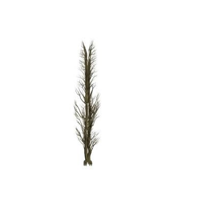 Arbol chopo 01