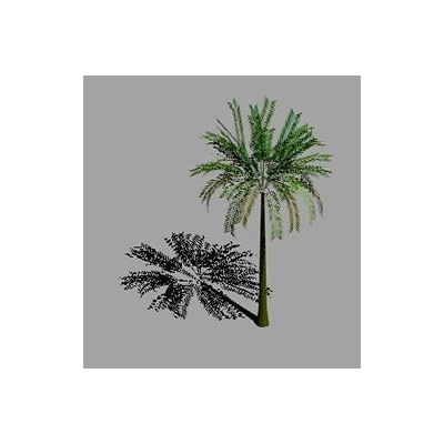 Palmera