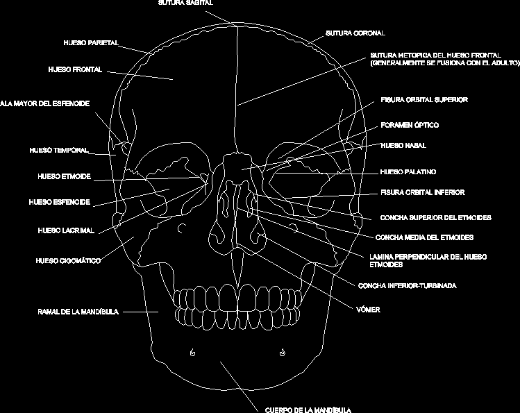 human skull