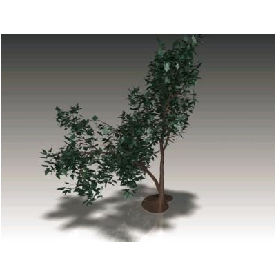 Tree pyrus communis 2014