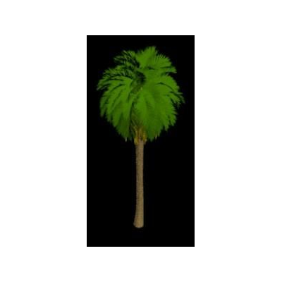 Elegancia de la Palmera Phoenix en 3D