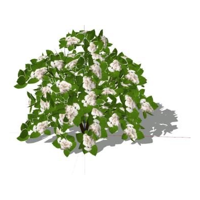 Spirea 3d