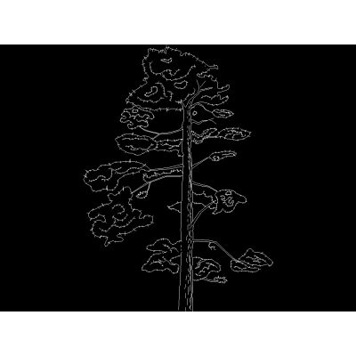 Arbol pino 2d