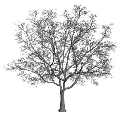 árvore 3d