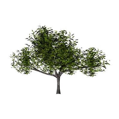 Arbol  3d