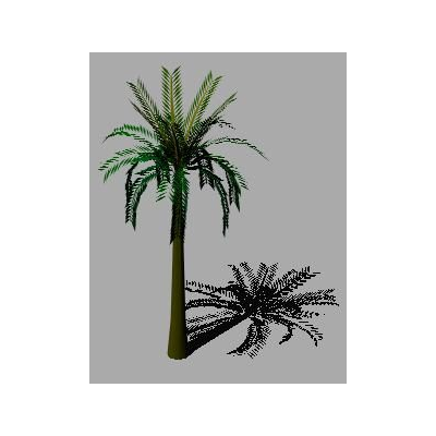 Palmera