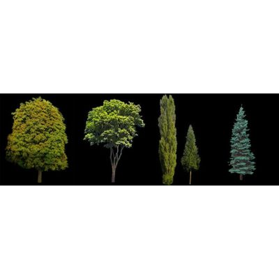 Arboles - imagenes
