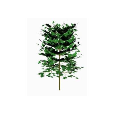 Arbol