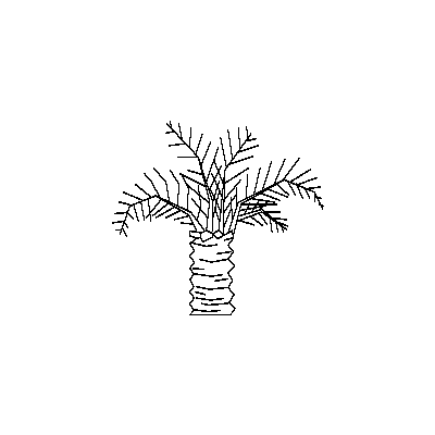 Palmera Enana. Vista En Alzado