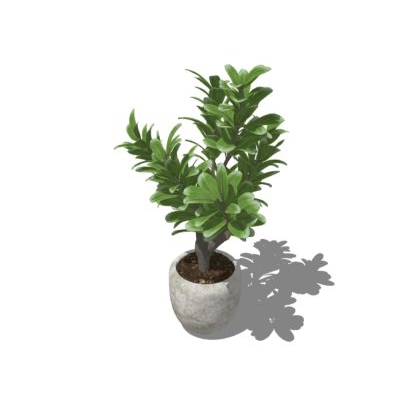 Planta Ficus en Maceta Moderna