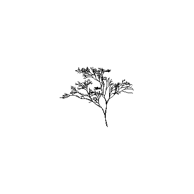 arbol de Alzado Delicado