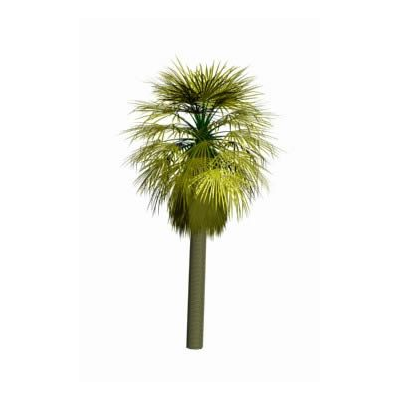 Washingtonia arbol