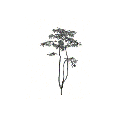 Little tree