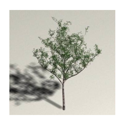 Arbol alamo
