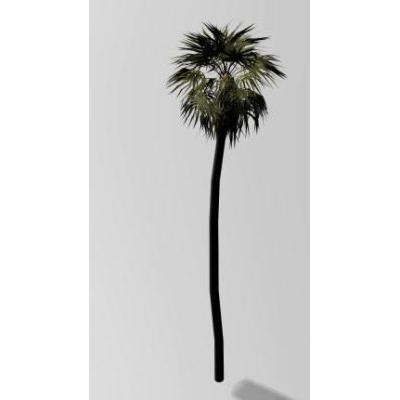 Palmera Esbelta en 3D