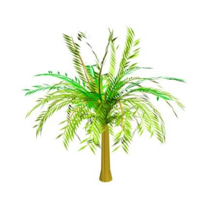 palmera