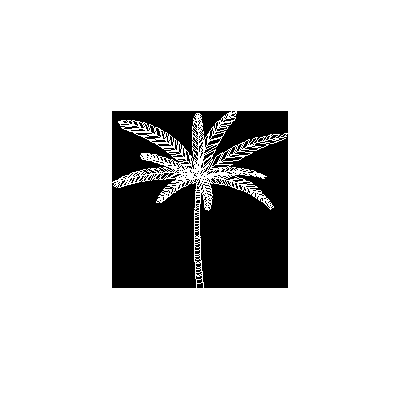 Elegante Palmera en Alzado
