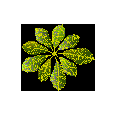 Croton