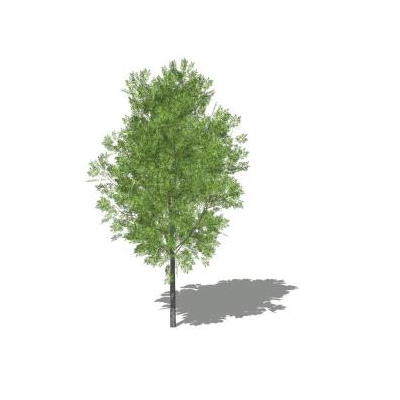 Arbol 3d skp