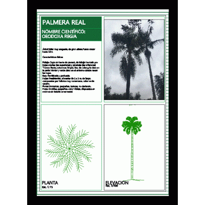 Palmera real