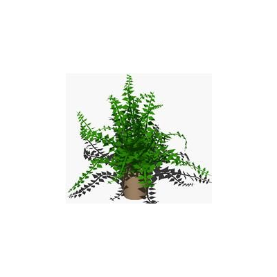 Plantas de interior  3d