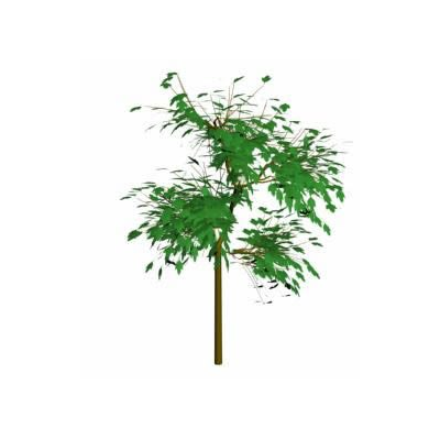 Arbol