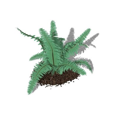 Plantas para jardines 3d - helechos