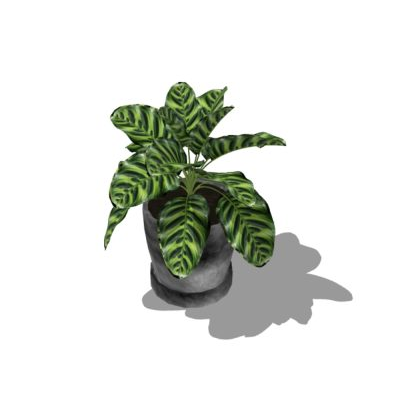 Plantas decorativas de interior texturizadas
