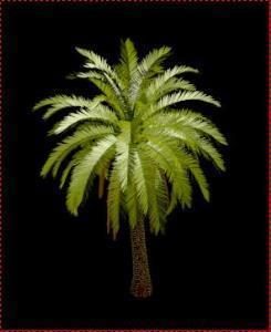 Palm tree