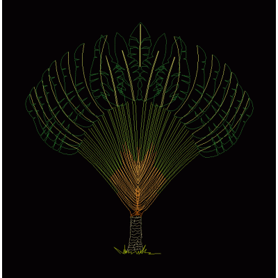 Palmera ravenala