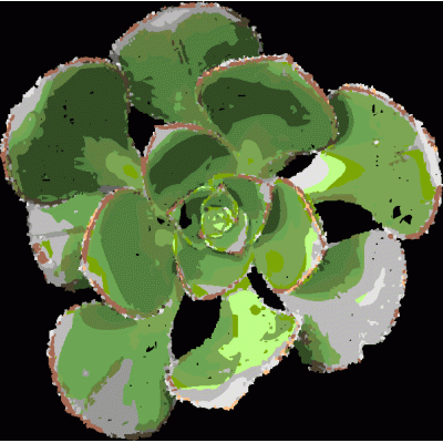 Aeonium
