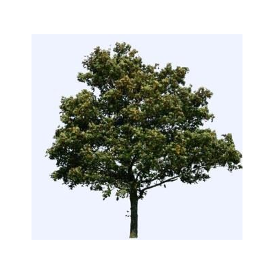 Arbol en pie